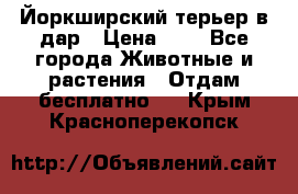 Йоркширский терьер в дар › Цена ­ 1 - Все города Животные и растения » Отдам бесплатно   . Крым,Красноперекопск